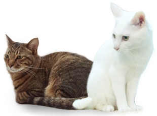 福井県勝山市にある猫カフェ cat village(キャットヴィレッヂ)のスタッフ