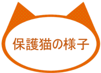 福井県勝山市にある猫カフェ cat village(キャットヴィレッヂ)のブログ