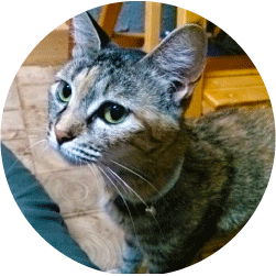 福井県勝山市にある猫カフェ cat village(キャットヴィレッヂ)の里親募集イメージ1