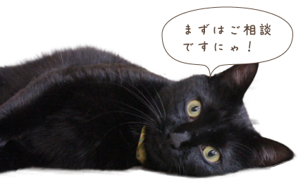 福井県勝山市にある猫カフェ cat village(キャットヴィレッヂ)の里親募集イメージ4