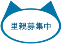 福井県勝山市にある猫カフェ cat village(キャットヴィレッヂ)の里親募集ページ